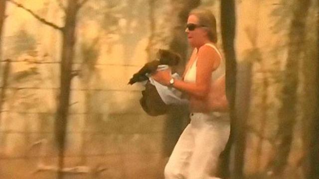 Australia, è morto per le ustioni il koala salvato da un&nbsp;incendio