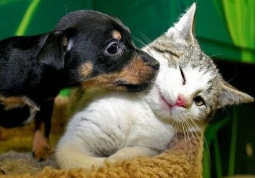 mangime-per-cani-e-gatti-ritirato