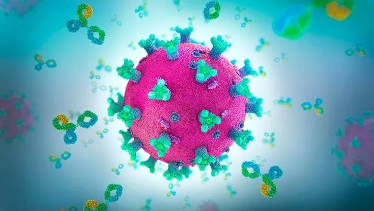 Covid. Trovato l’anticorpo che ci protegge dal virus e dalle sue&nbsp;varianti